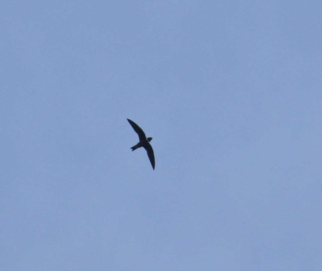 White-collared Swift - ML508149351