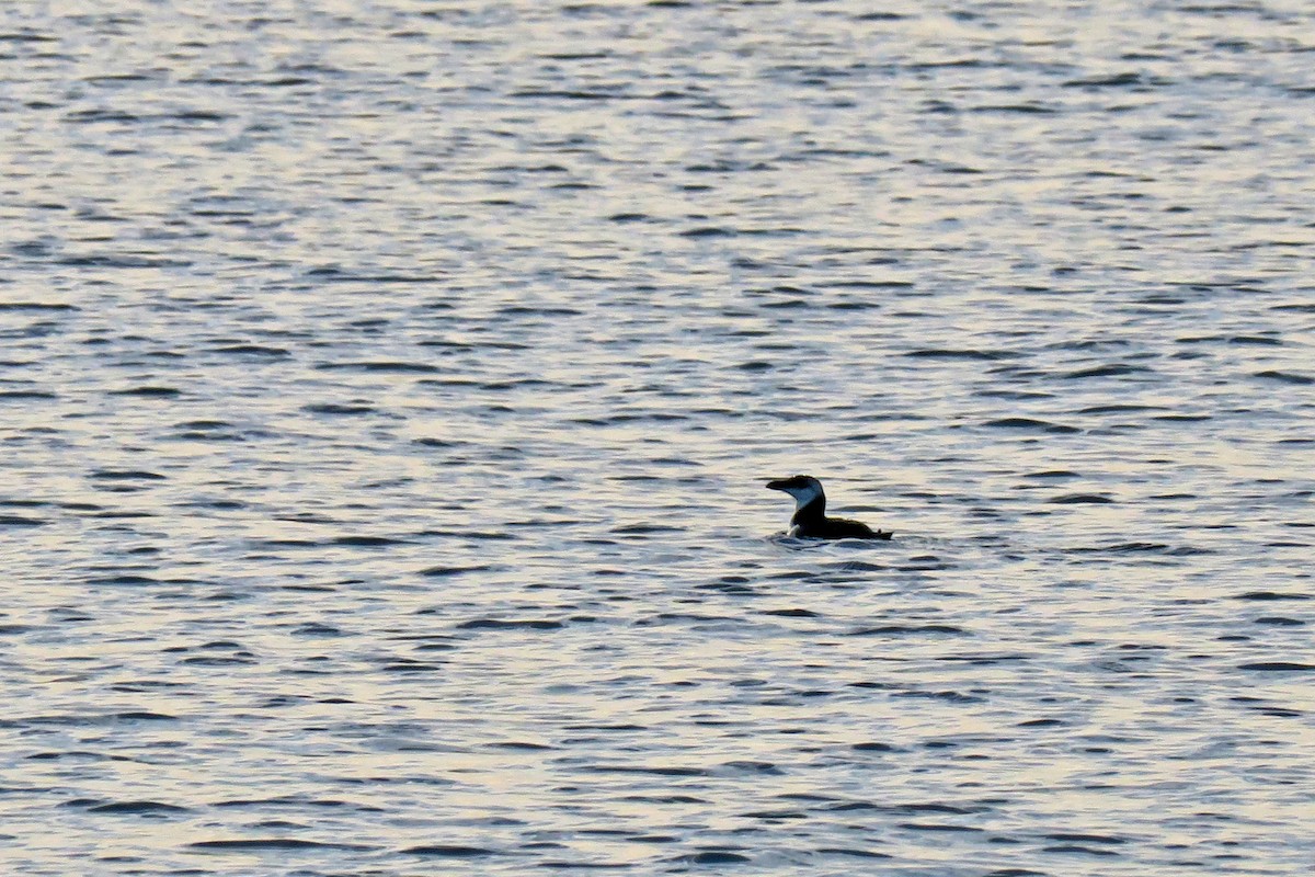 Razorbill - Juan Pérez