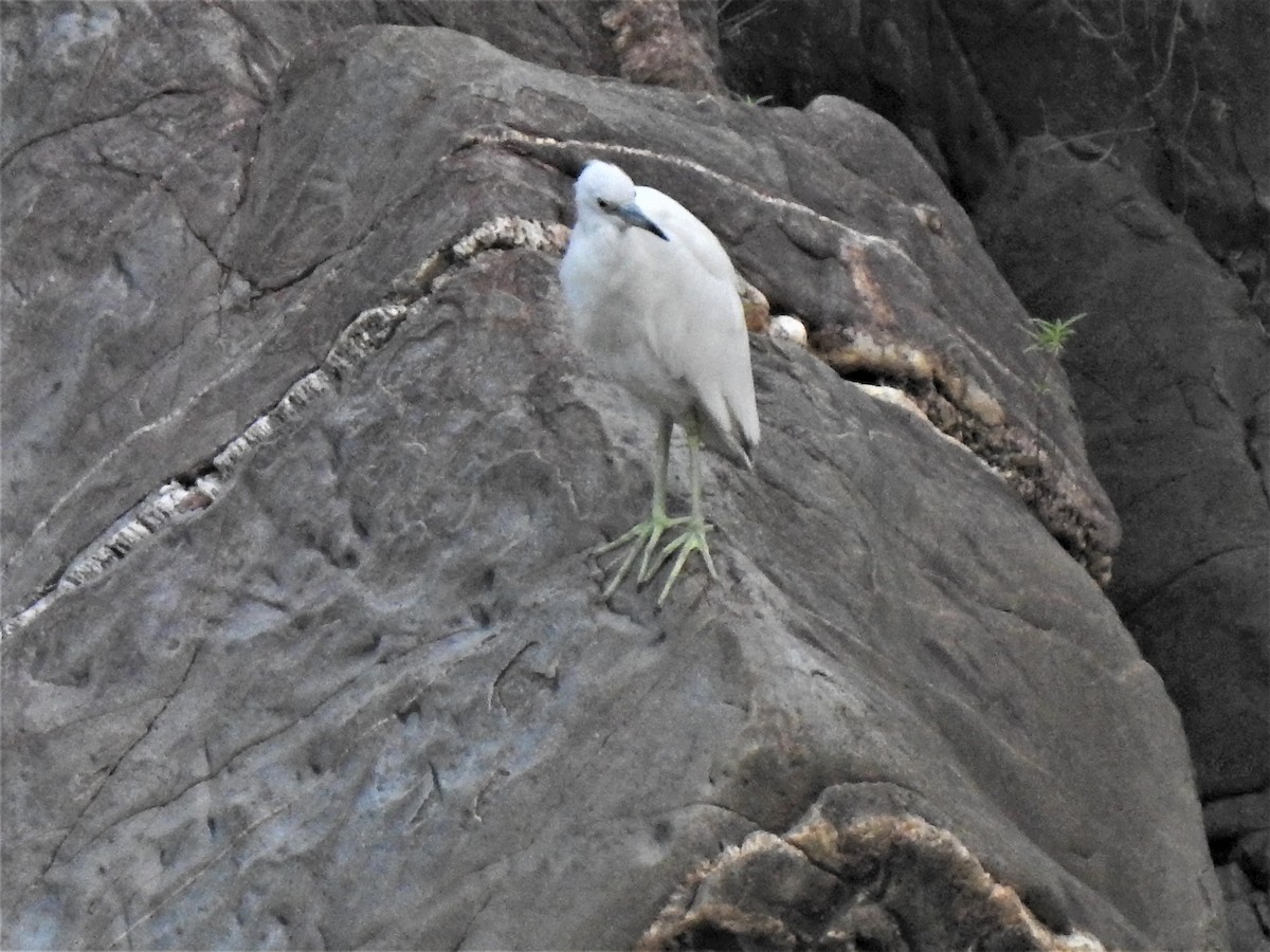 Little Blue Heron - ML508150171