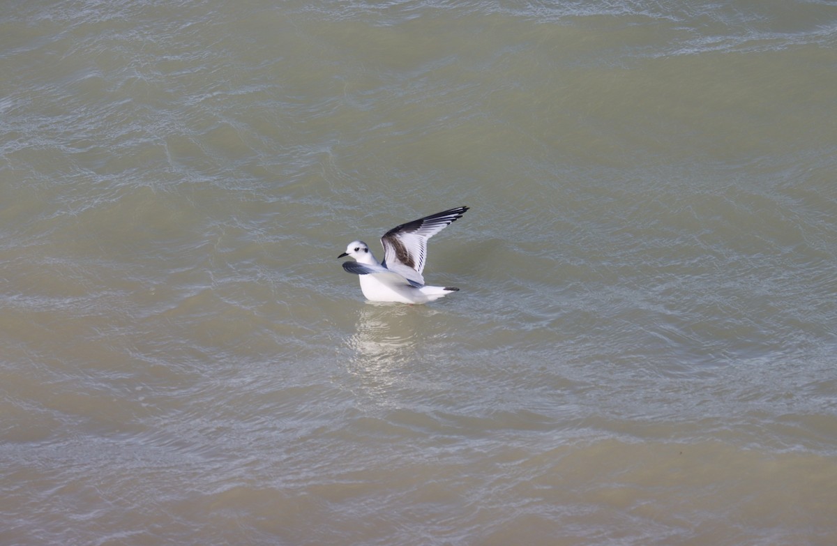 Mouette pygmée - ML508150271