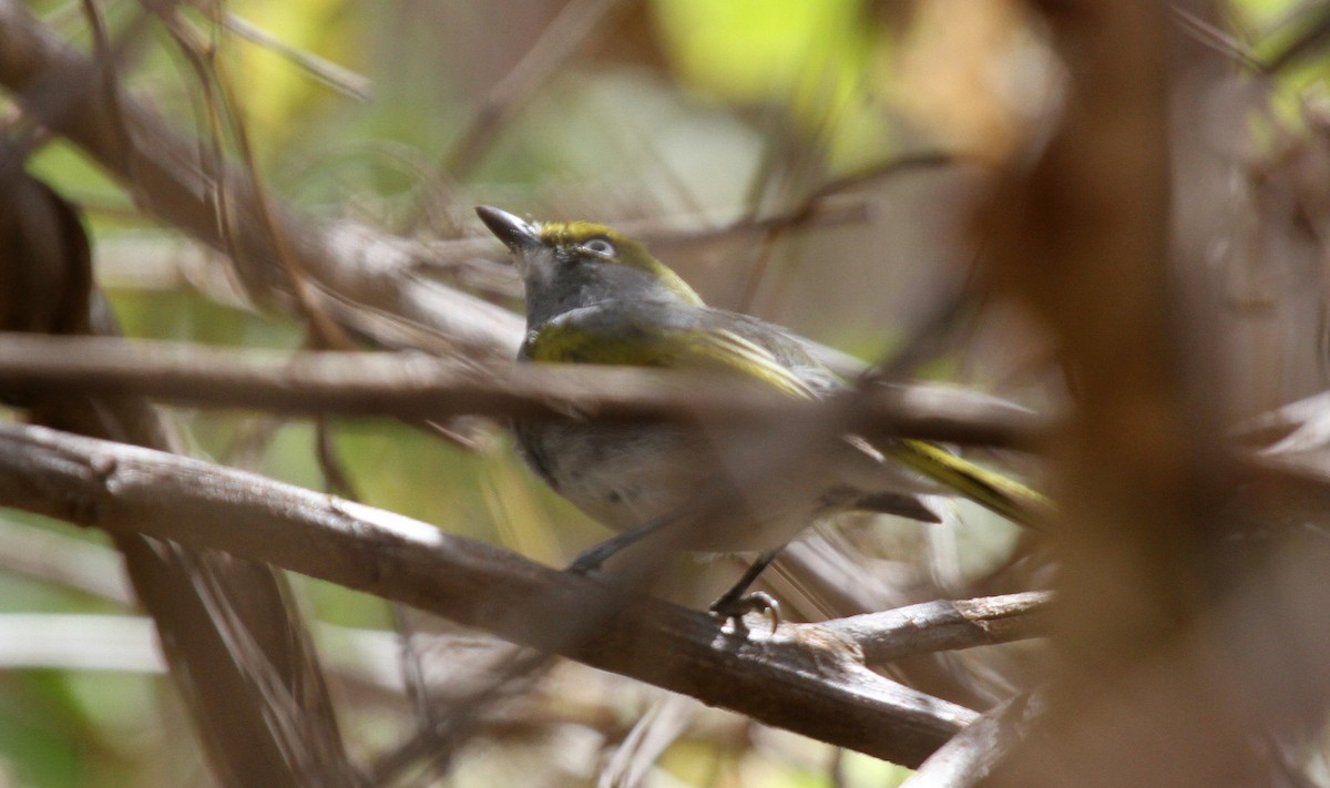 Slaty Vireo - Matthew Grube