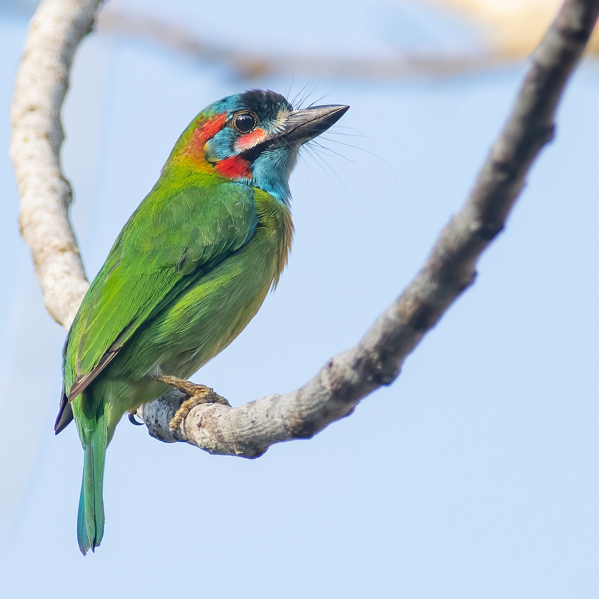 Blue-eared Barbet - Daniel Field