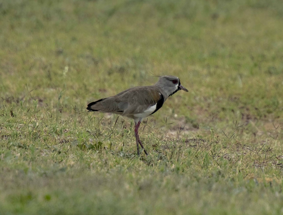 Southern Lapwing - Anthony Tuck