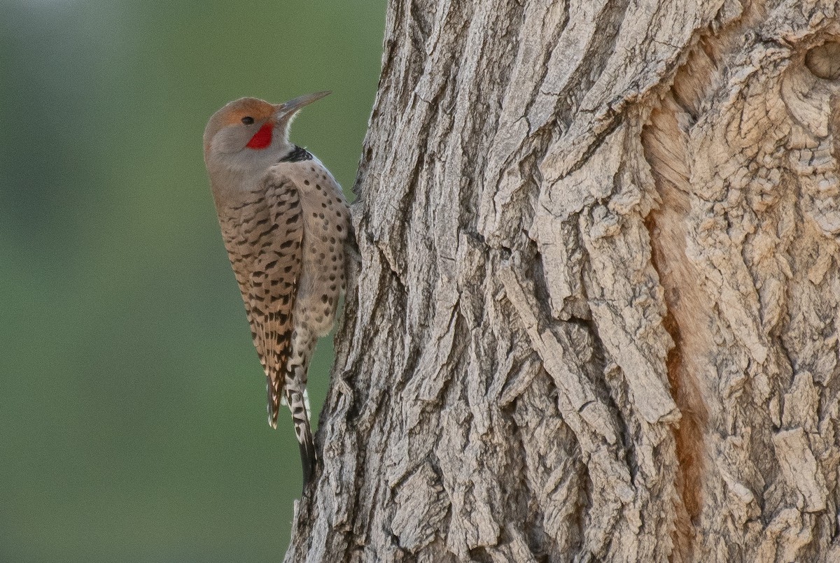 Northern Flicker (Yellow-shafted x Red-shafted) - ML508154091