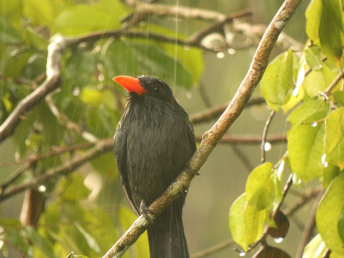 Black-fronted Nunbird - ML508155431