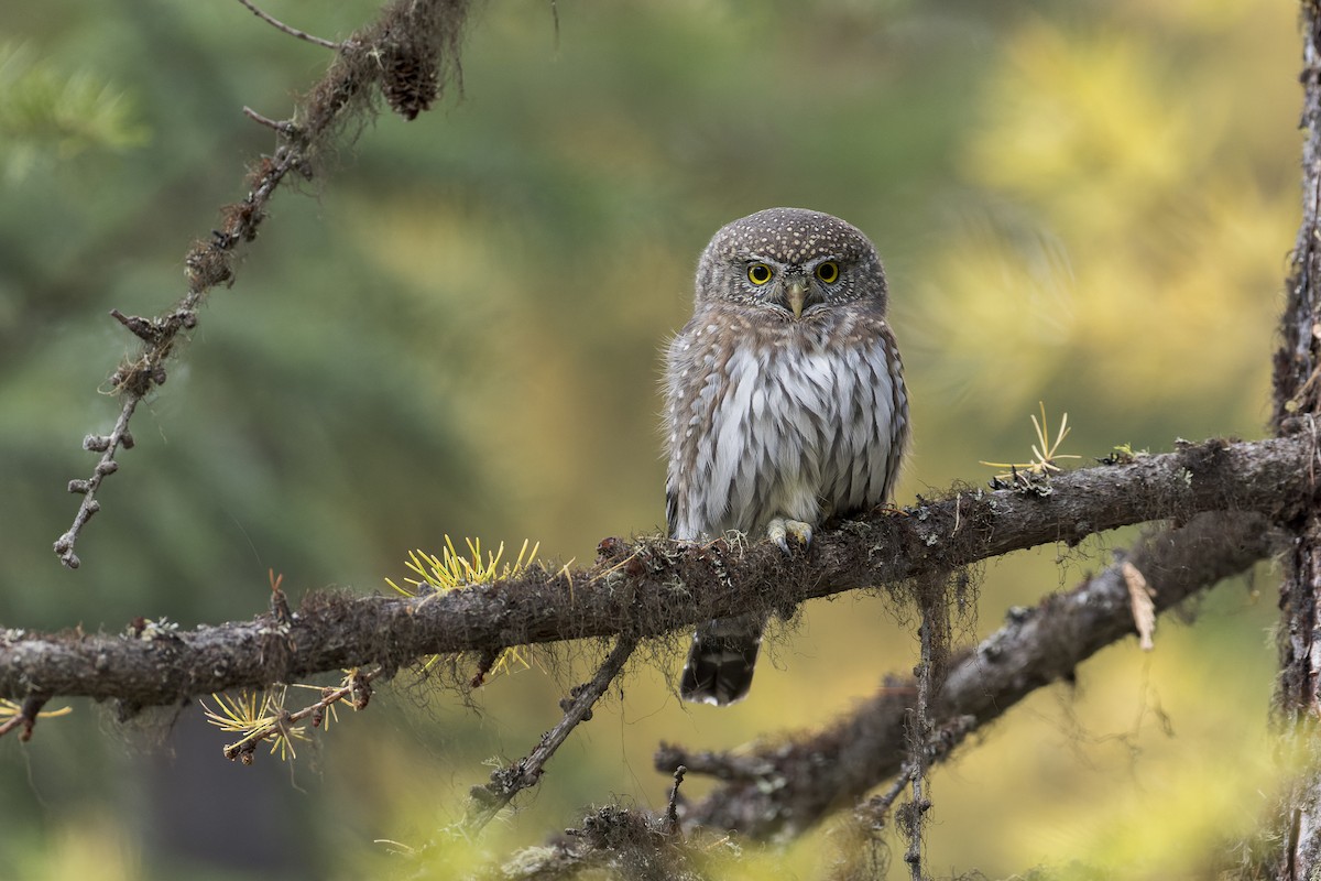 Northern Pygmy-Owl - Blair Dudeck