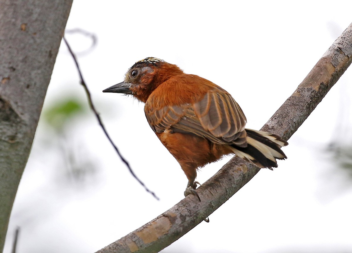 Chestnut Piculet - ML508156051