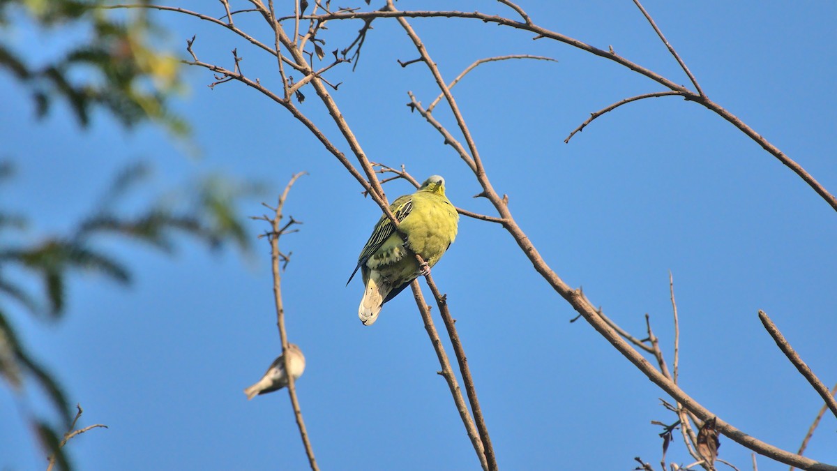 Gray-fronted Green-Pigeon - ML508156521
