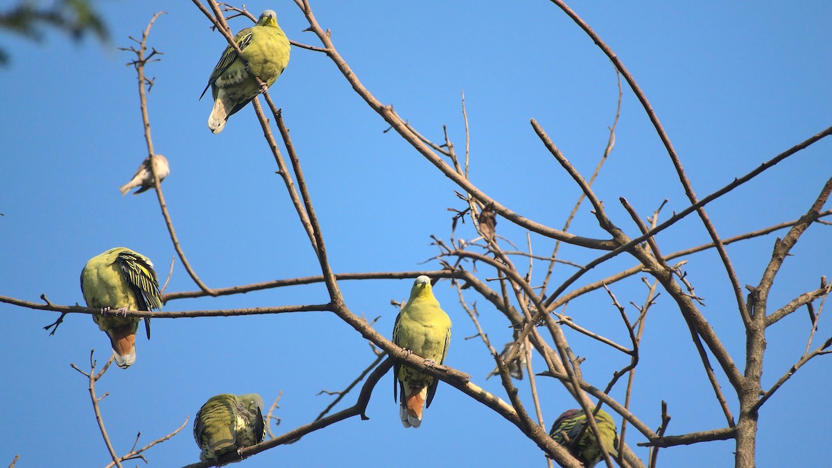Gray-fronted Green-Pigeon - ML508156541