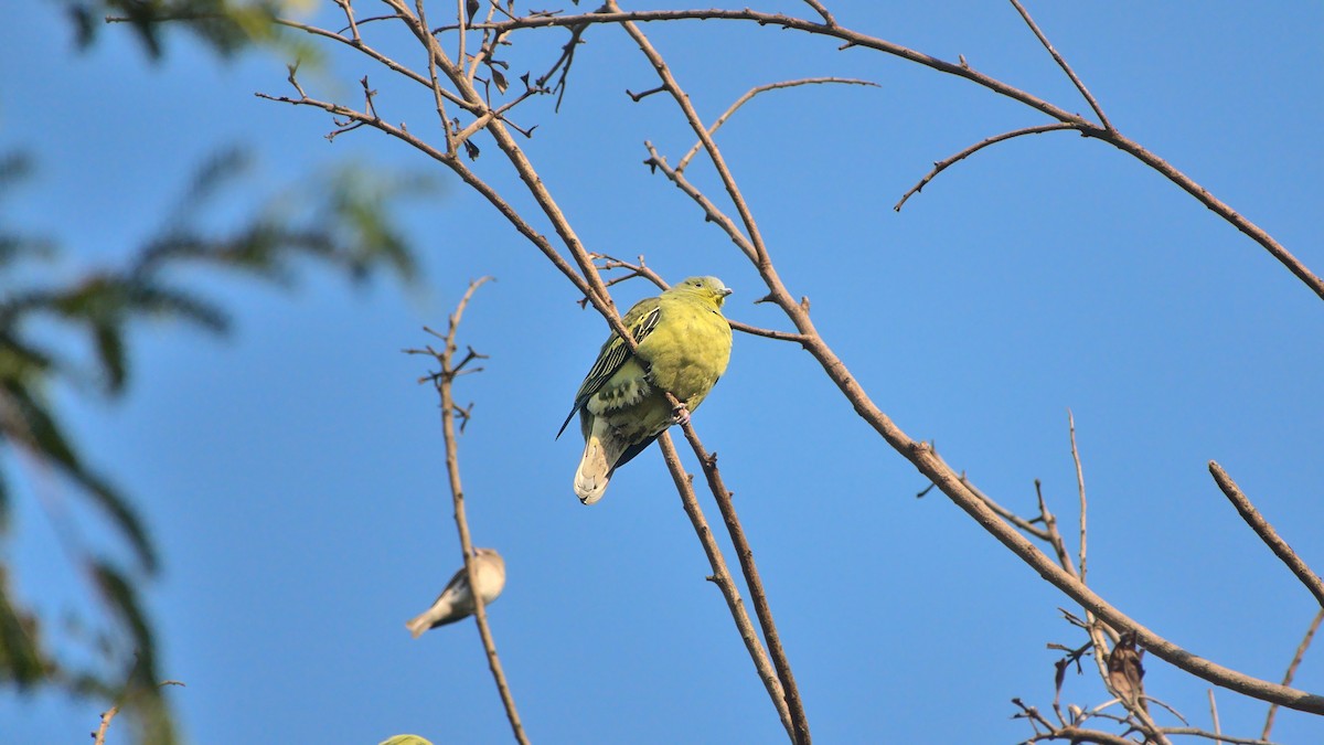 Gray-fronted Green-Pigeon - ML508156551