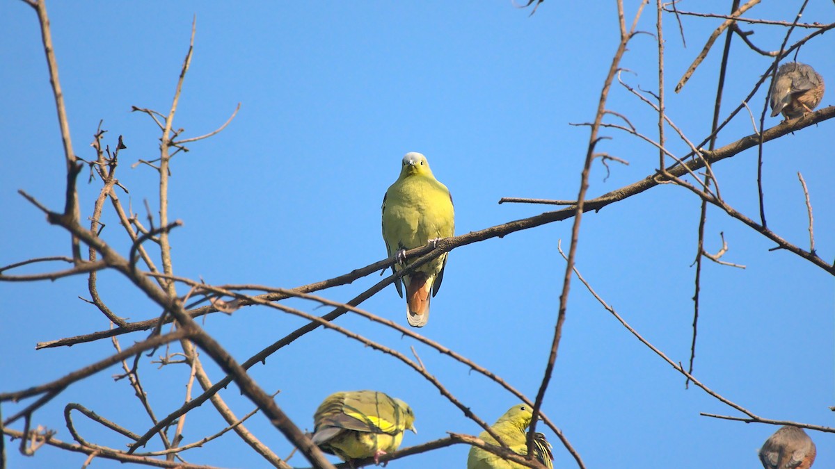 Gray-fronted Green-Pigeon - ML508156561
