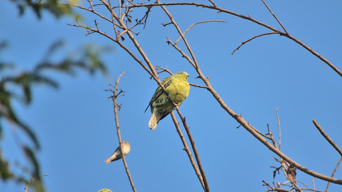 Gray-fronted Green-Pigeon - ML508156571