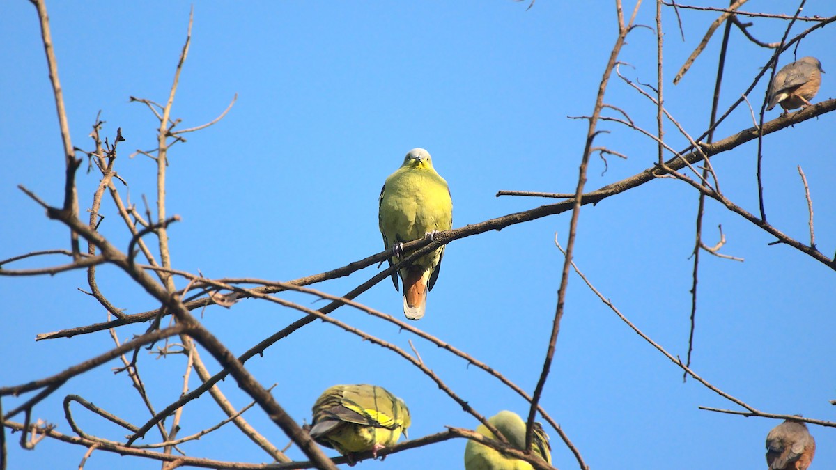 Gray-fronted Green-Pigeon - ML508156581