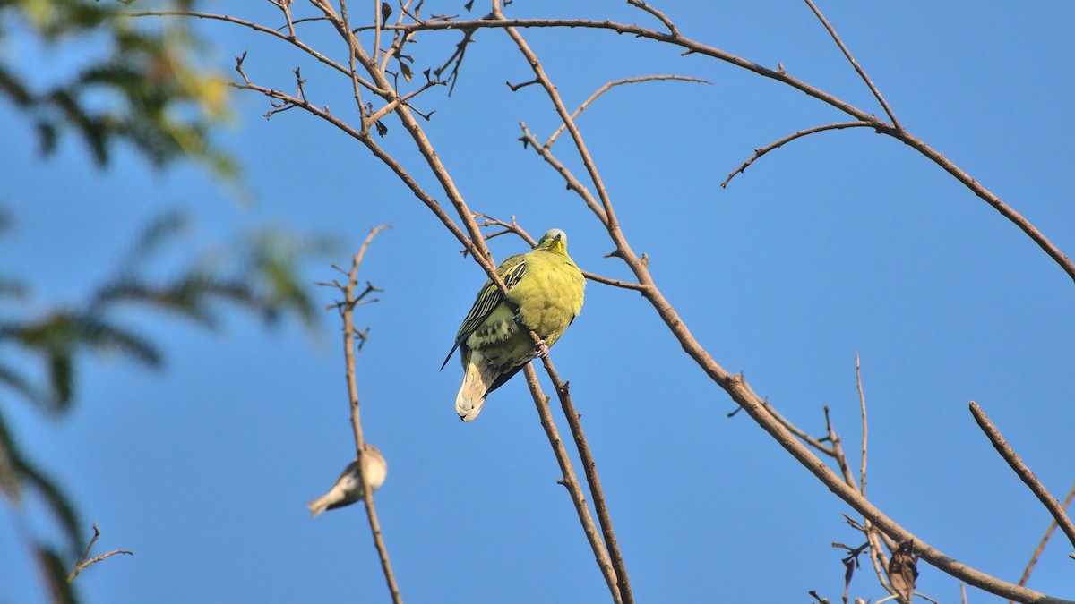 Gray-fronted Green-Pigeon - ML508156591