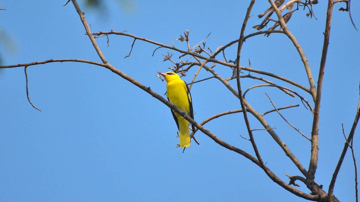 Indian Golden Oriole - ML508156661