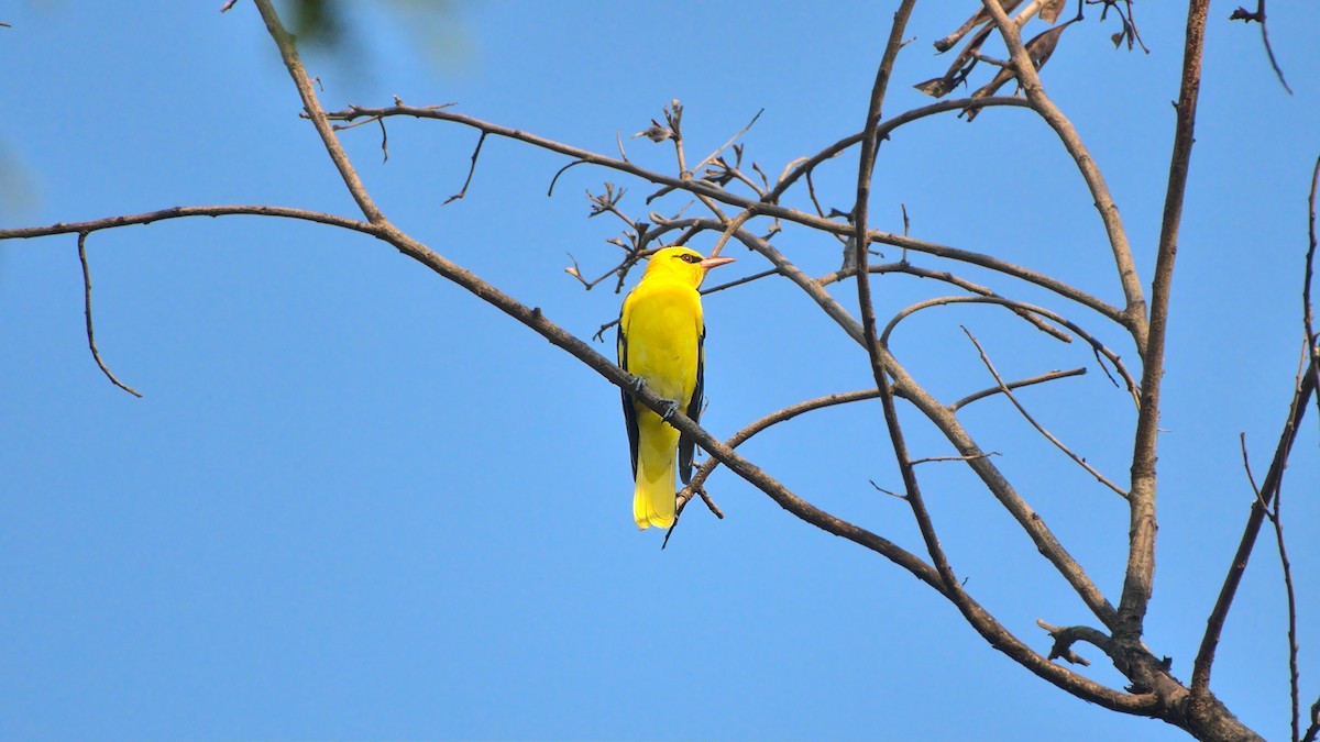 Indian Golden Oriole - ML508156671