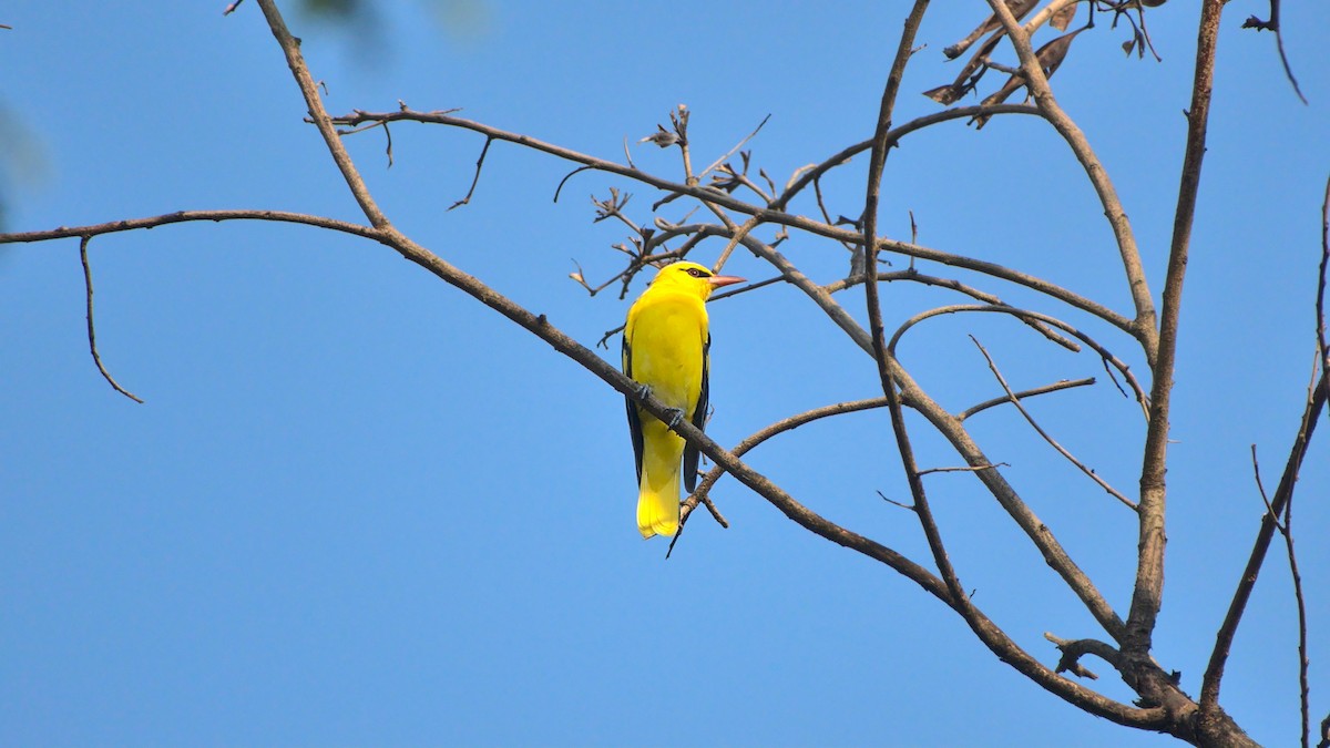 Indian Golden Oriole - ML508156681