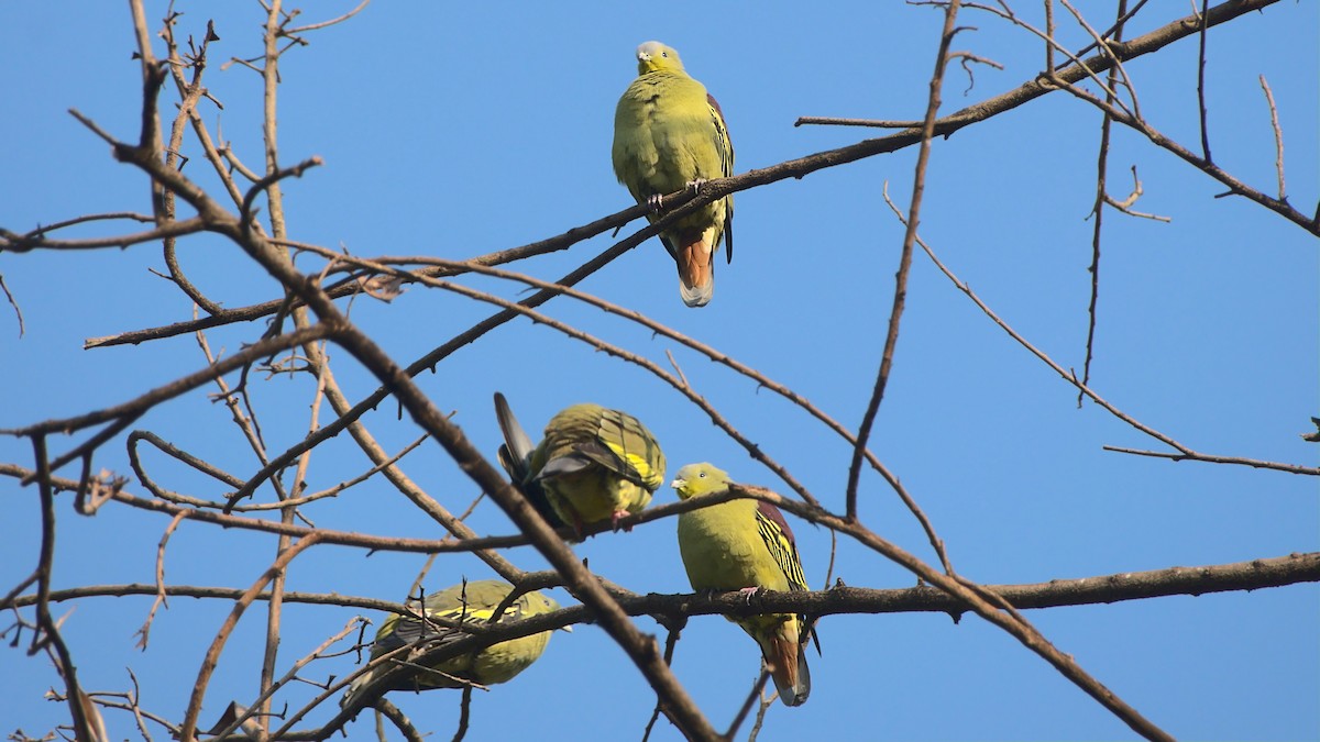 Gray-fronted Green-Pigeon - ML508156861
