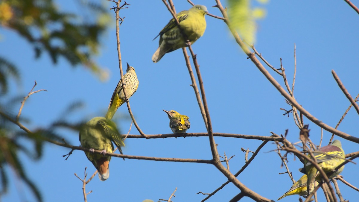 Indian Golden Oriole - Aseem Borkar