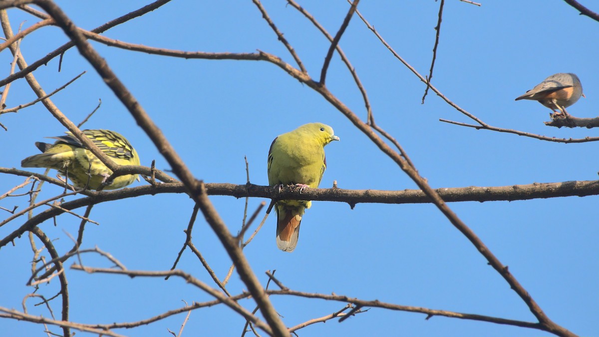 Gray-fronted Green-Pigeon - ML508157391