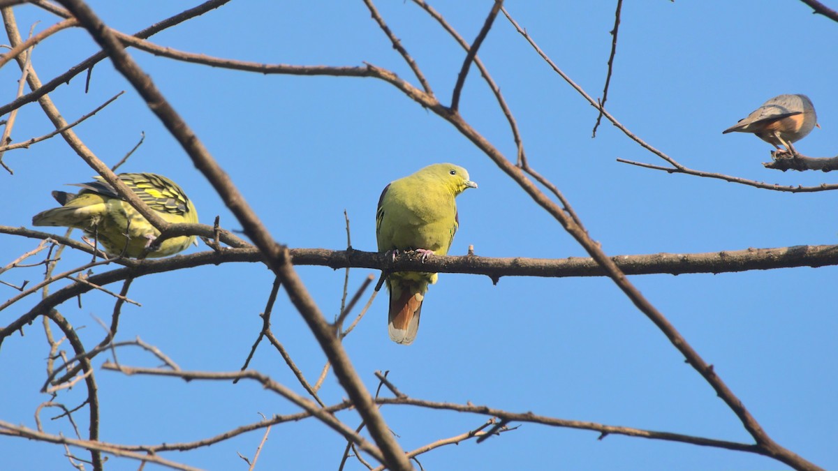 Gray-fronted Green-Pigeon - ML508157411