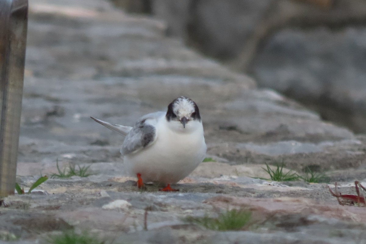 Arctic Tern - ML508157731