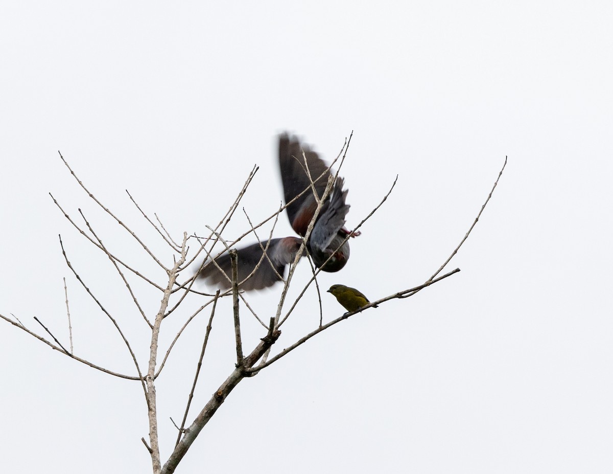 Plumbeous Pigeon - ML508158151