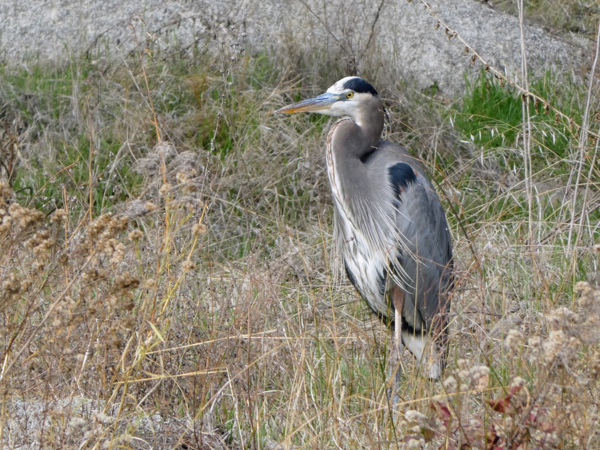 Great Blue Heron - ML508158811