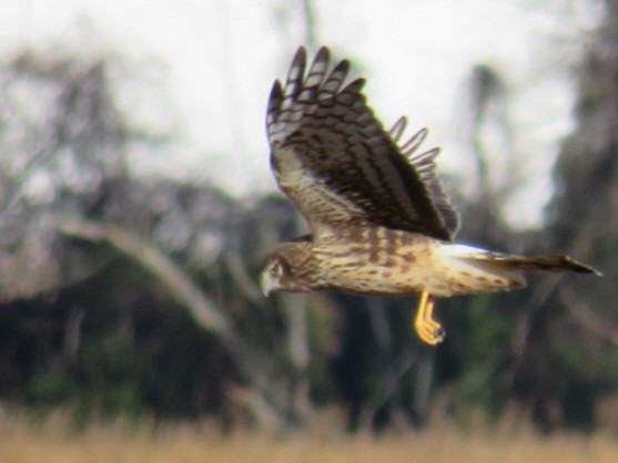 Northern Harrier - ML508160131