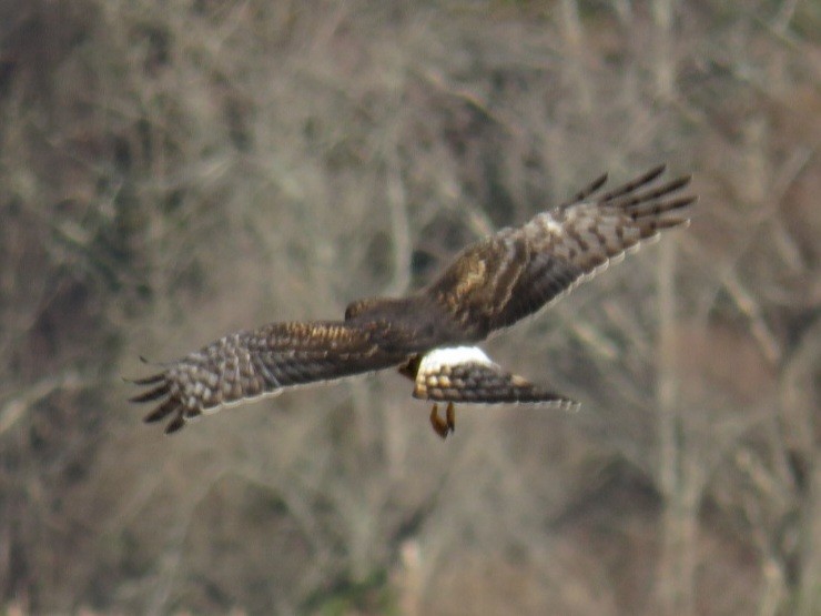 Northern Harrier - ML508160141