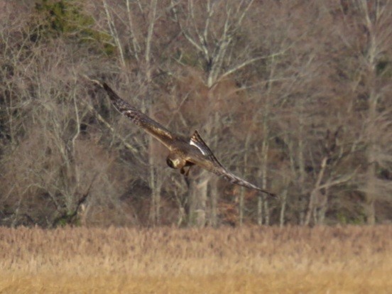 Northern Harrier - ML508160151