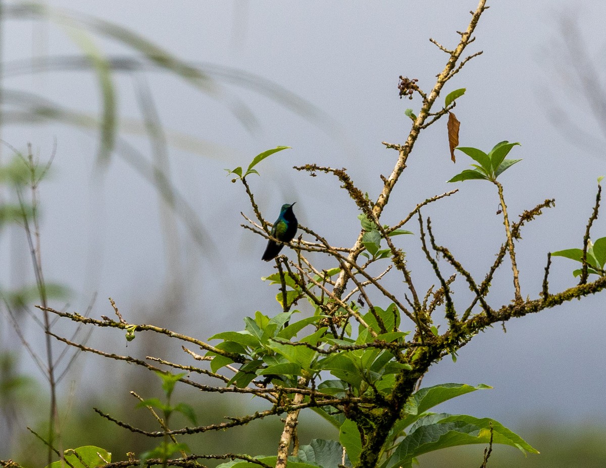 kolibřík tropický - ML508161101