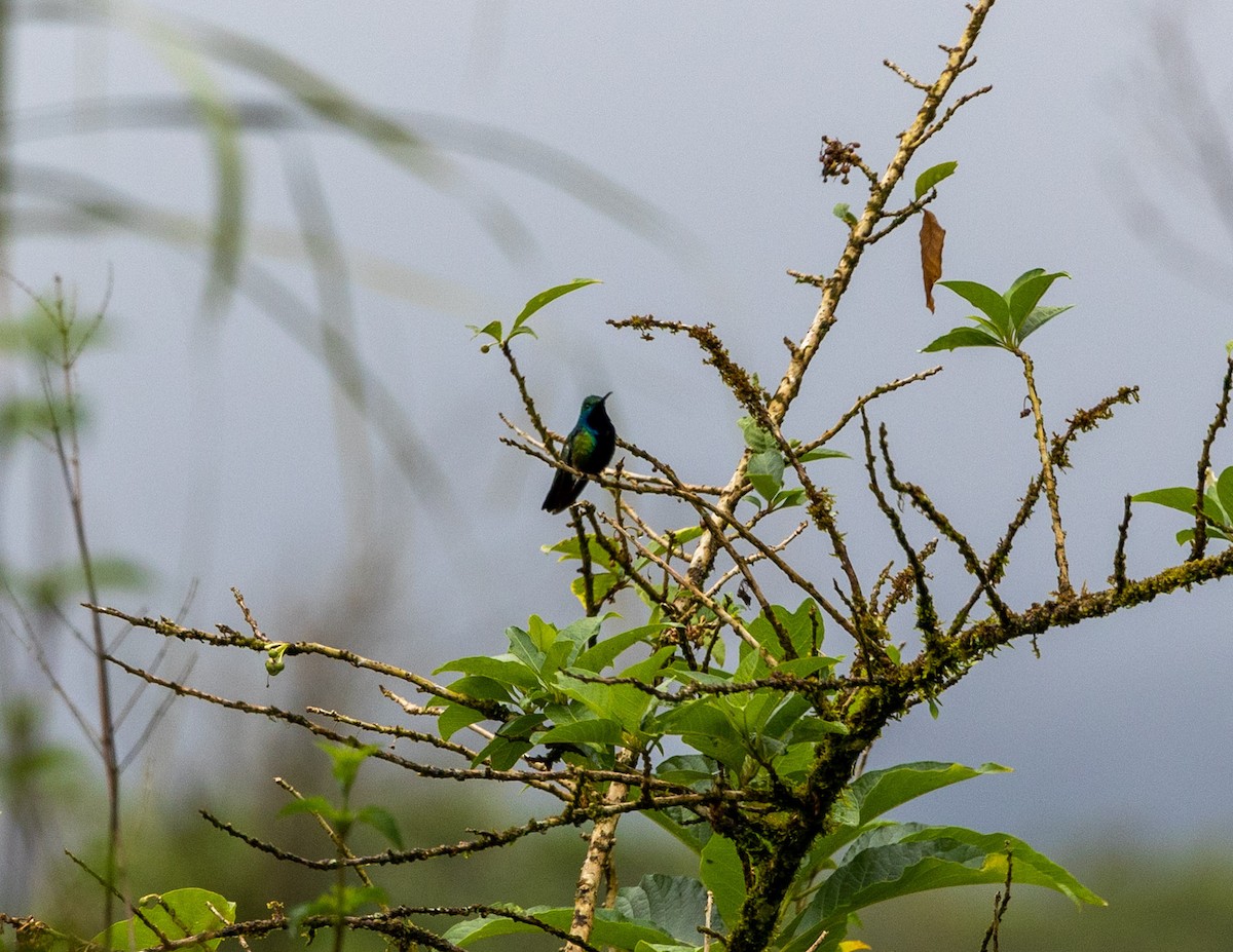 kolibřík tropický - ML508161111
