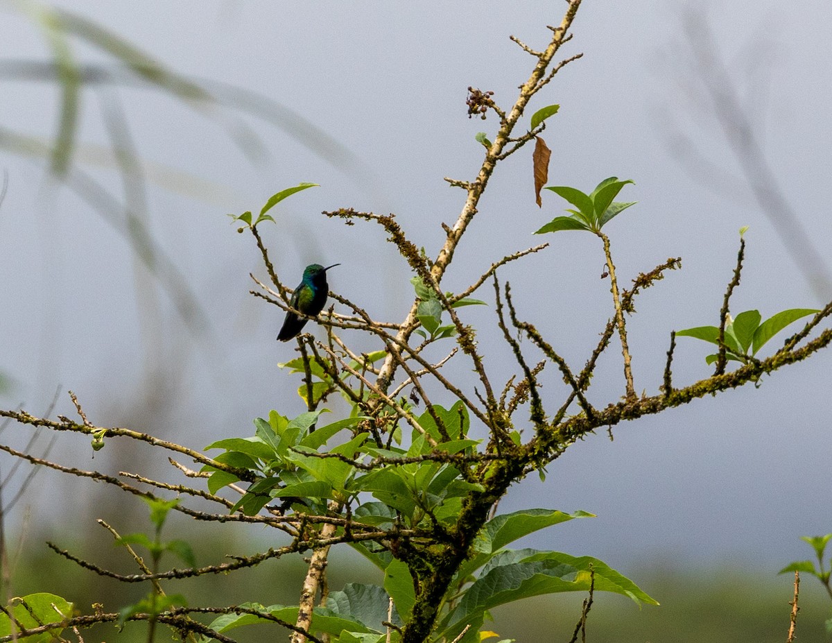 kolibřík tropický - ML508161121