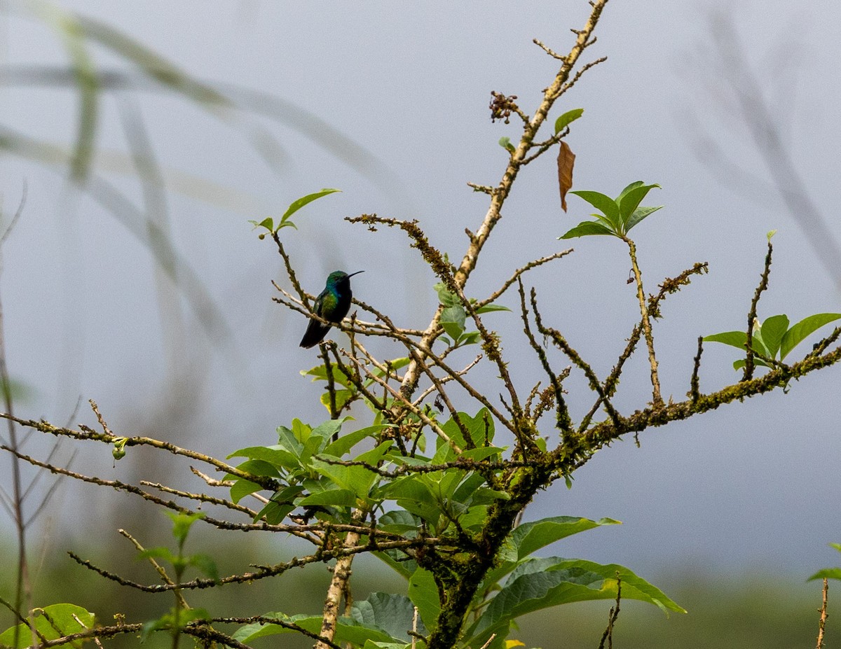 kolibřík tropický - ML508161131