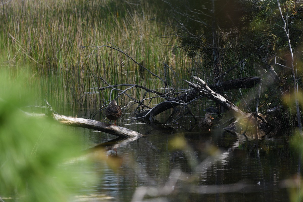 Mottled Duck - ML508161511