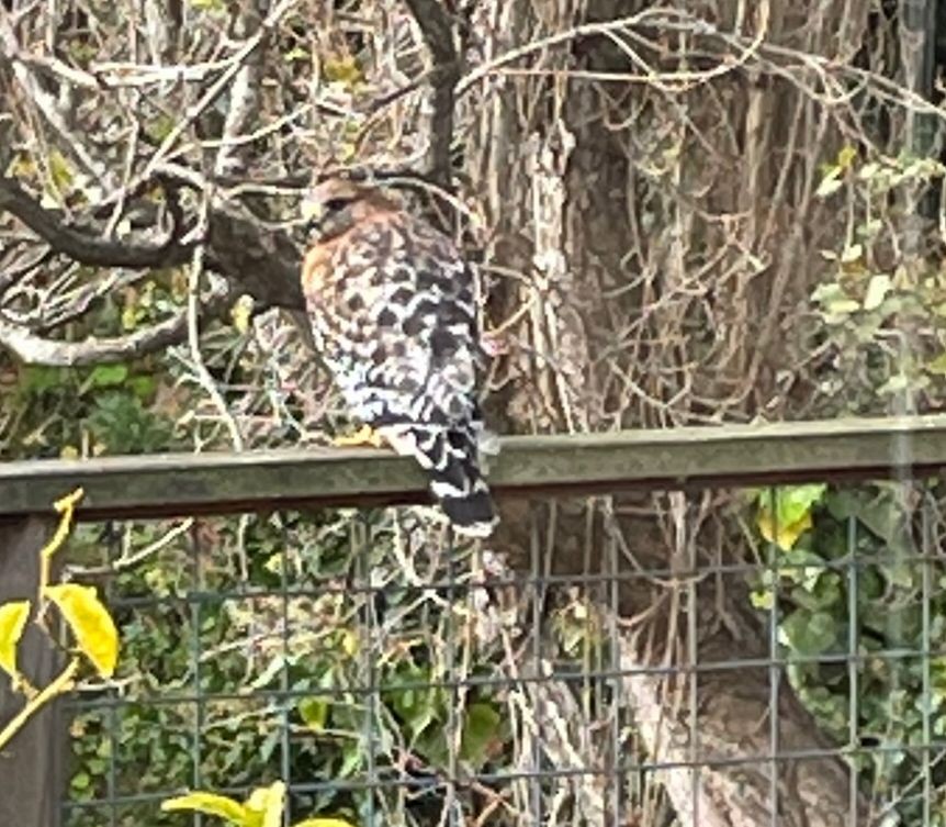 Red-shouldered Hawk - Robbie Fischer