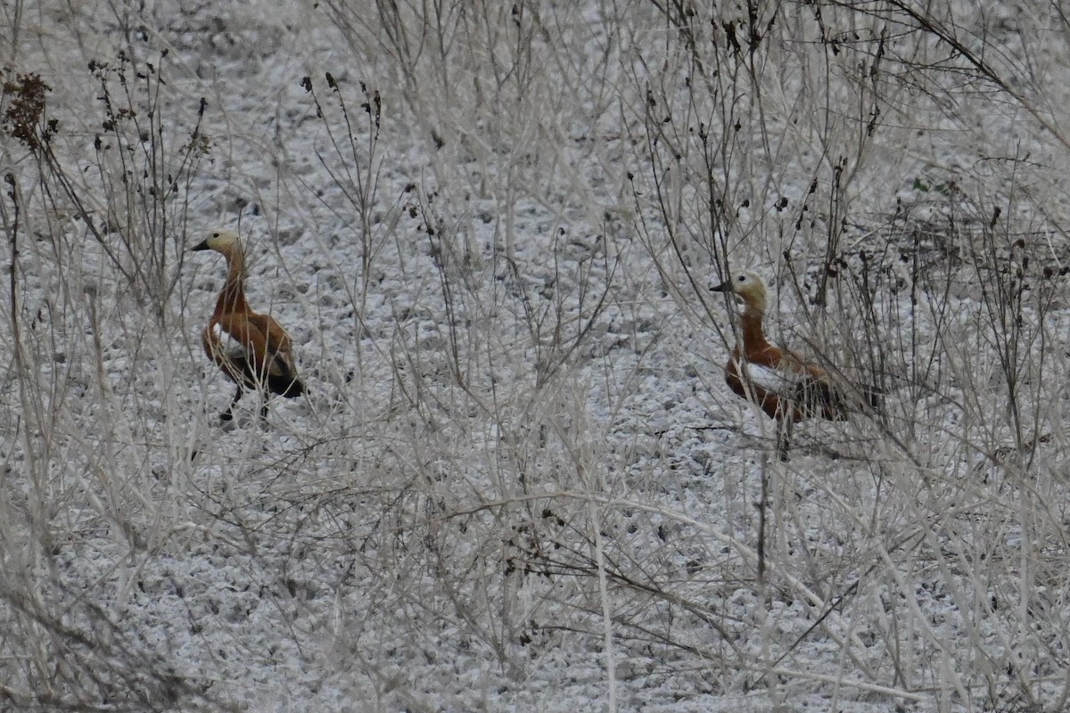 Ruddy Shelduck - ML508163581