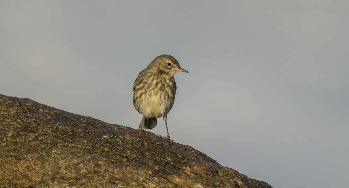 Rock Pipit - ML508164361