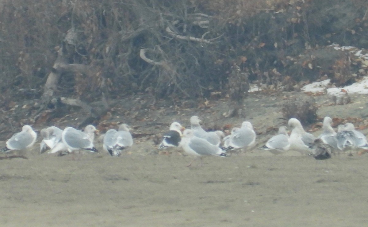 Slaty-backed Gull - ML508164381