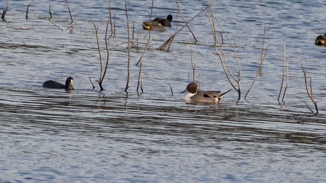 Northern Pintail - ML508164841