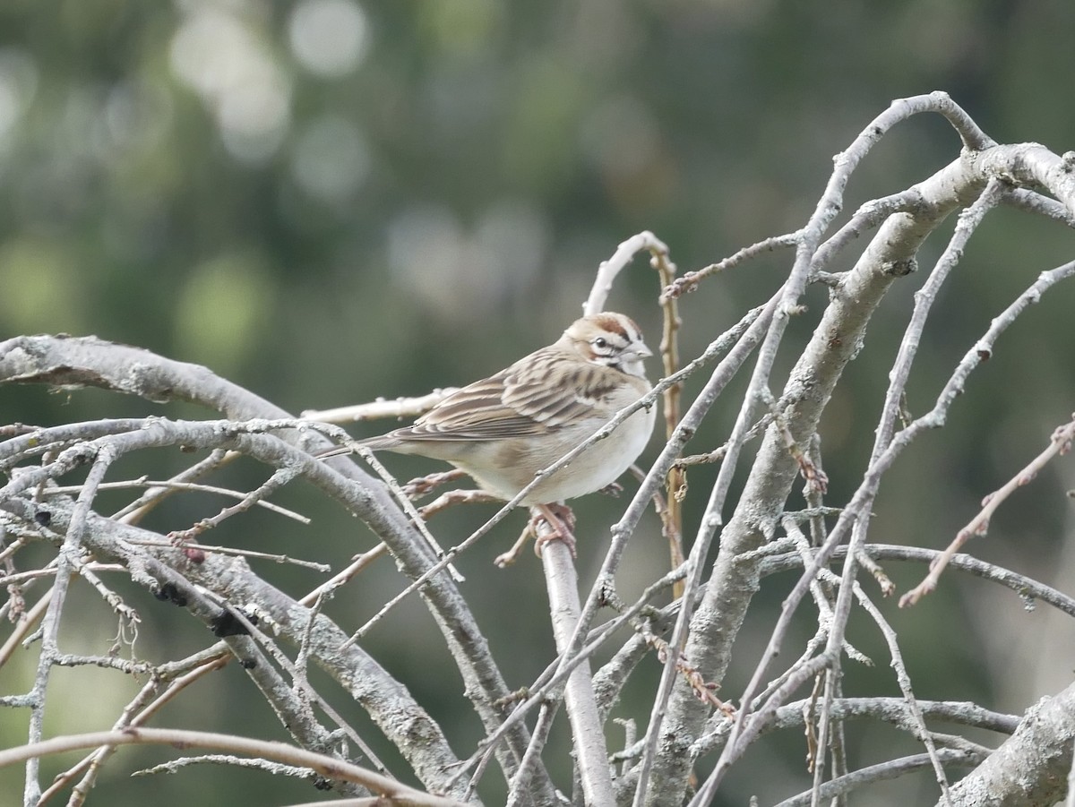 Lark Sparrow - Reade Everett
