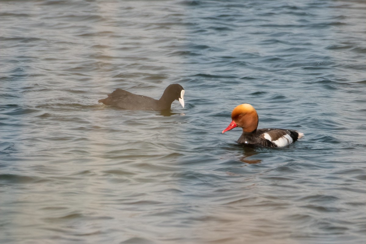 Red-crested Pochard - ML508165441