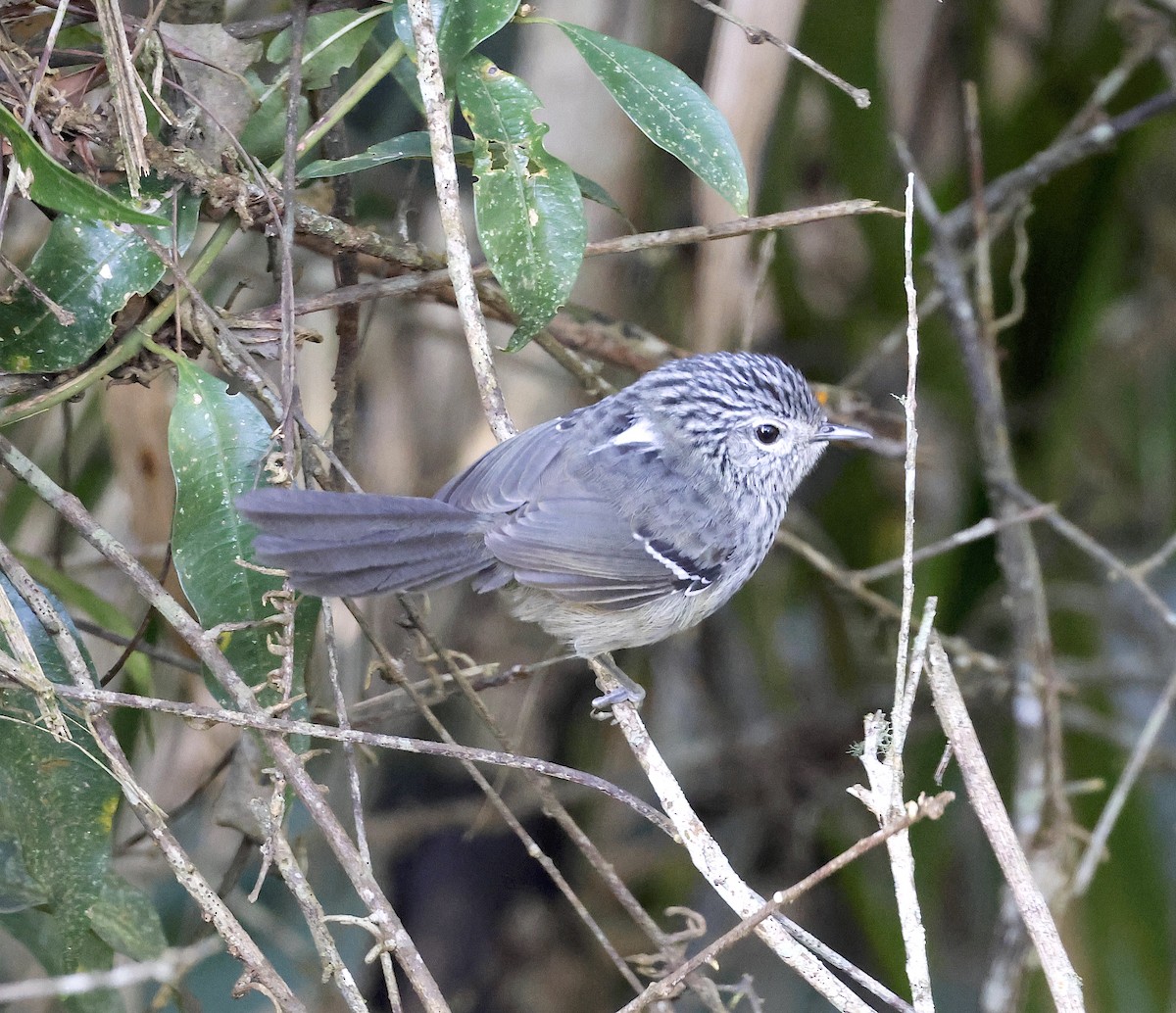 Dusky-tailed Antbird - ML508167601