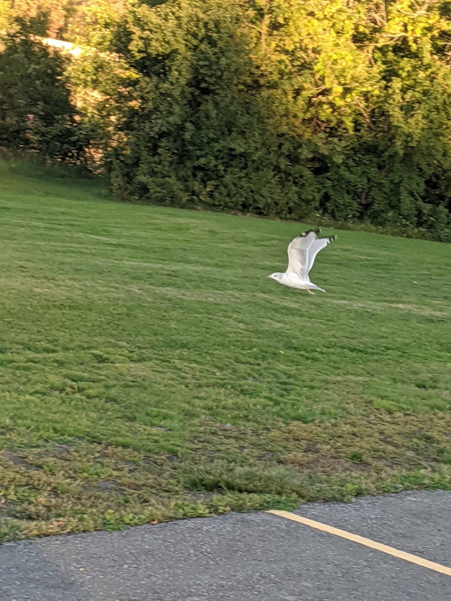 Ring-billed Gull - ML508167901