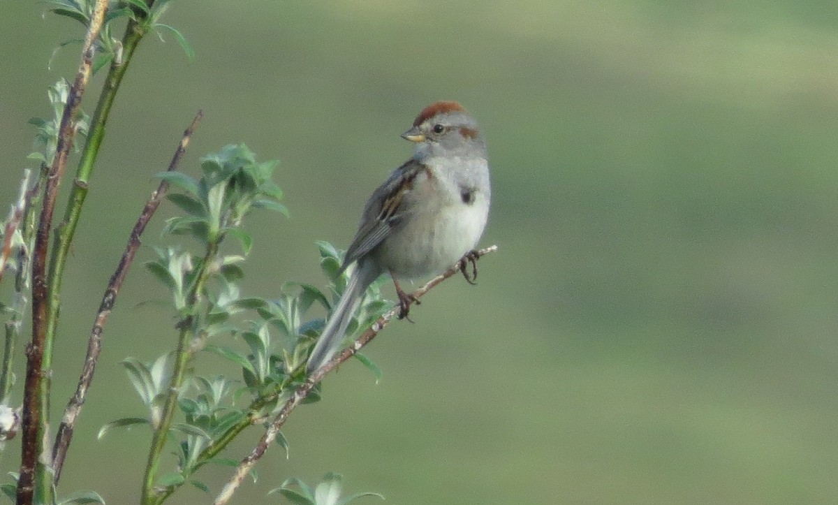 American Tree Sparrow - ML50816801