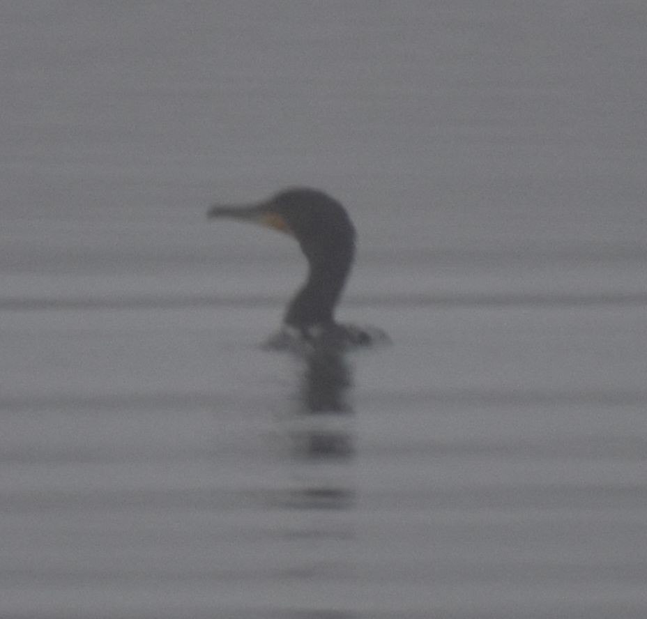 Great Cormorant - ML508168341