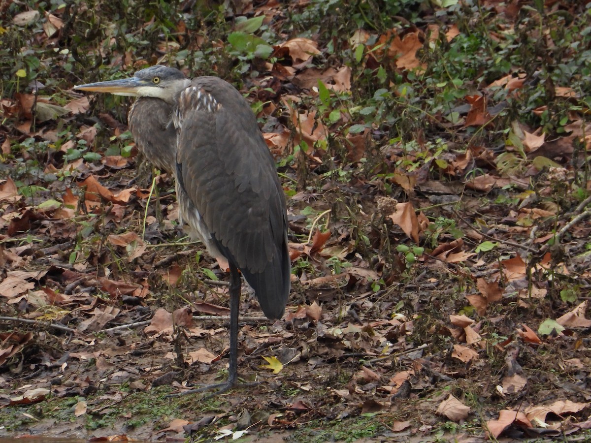 Great Blue Heron - ML508168391