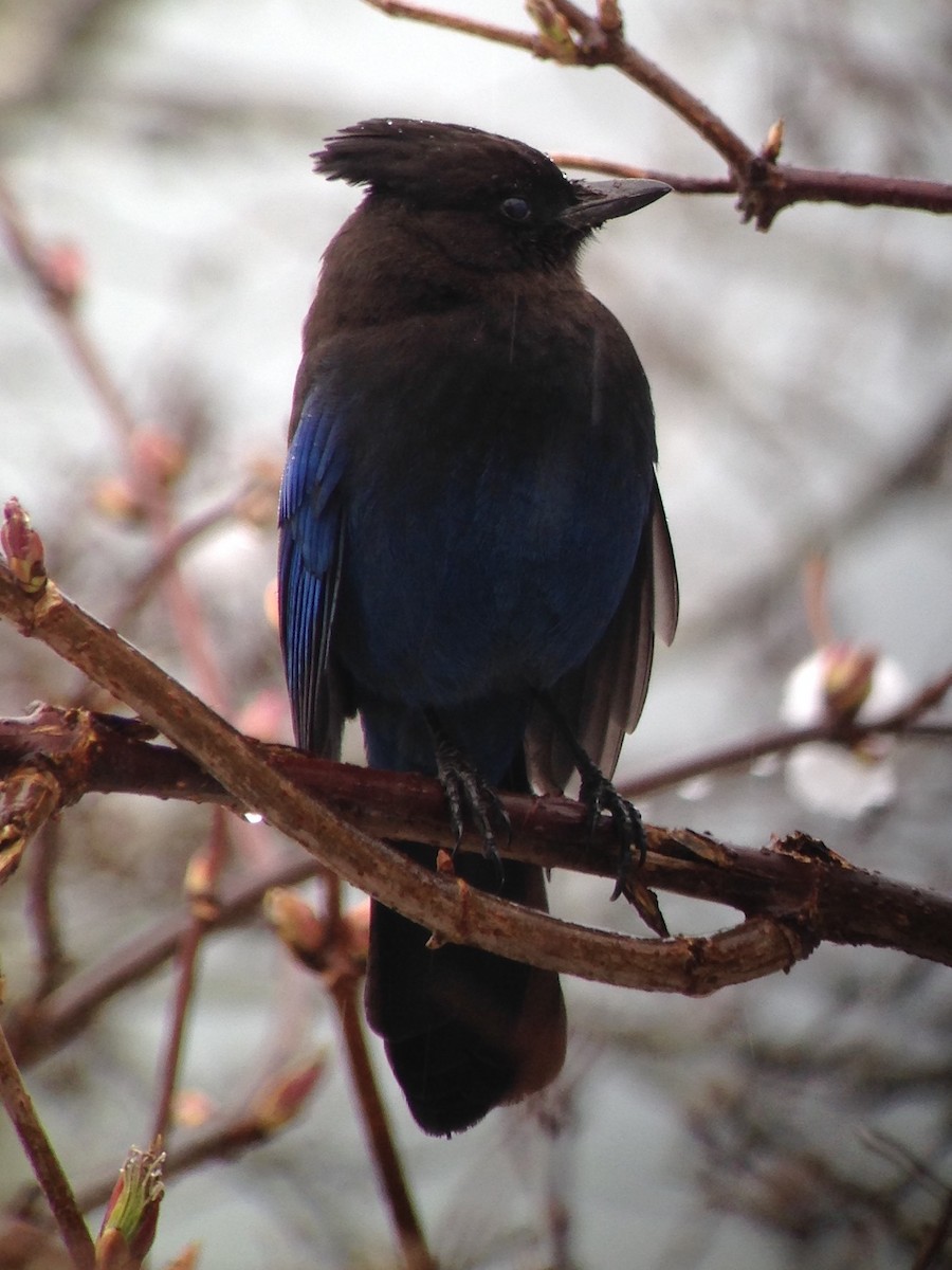 Steller's Jay (Coastal) - ML50816901