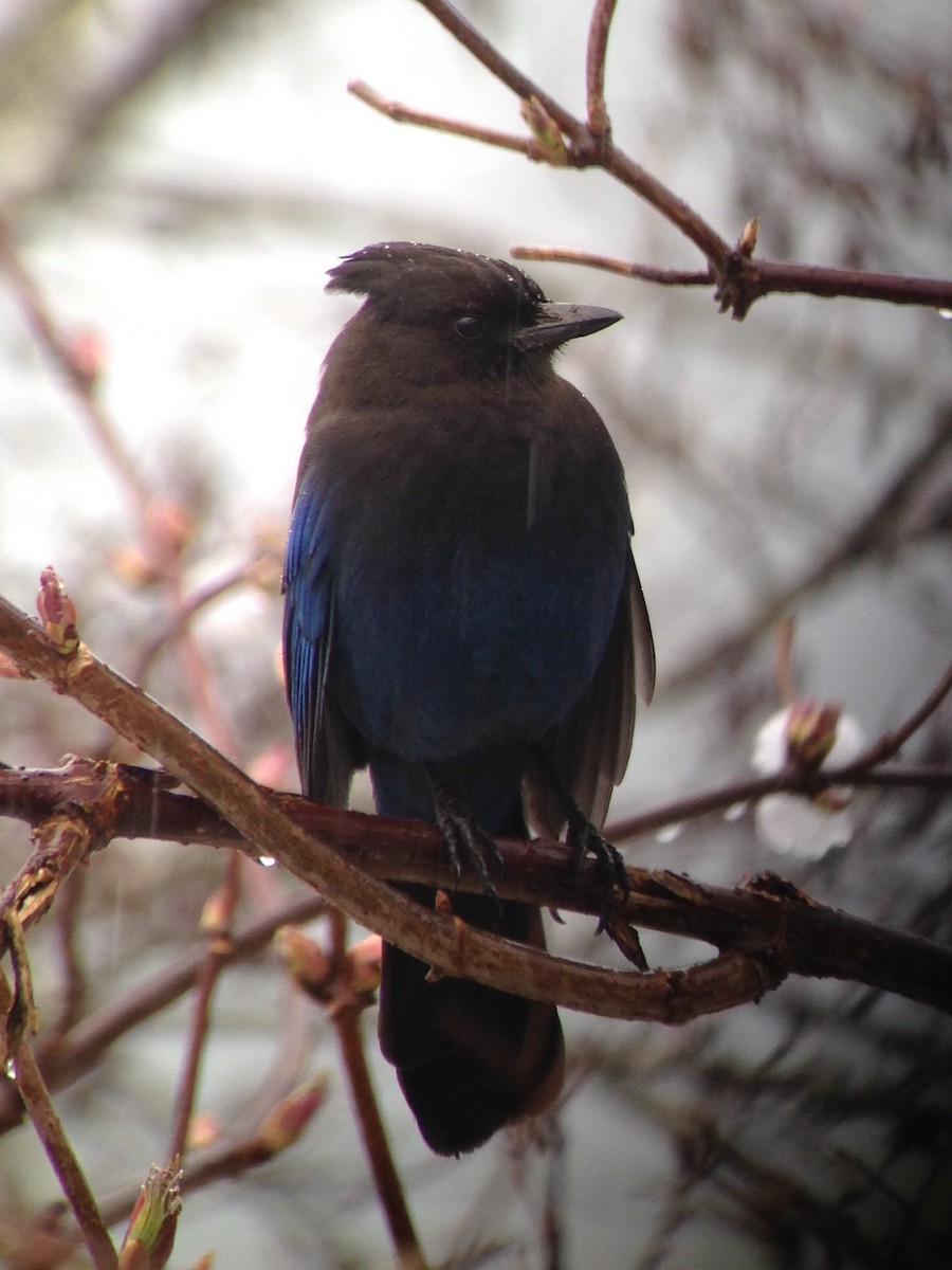 Steller's Jay (Coastal) - ML50816911